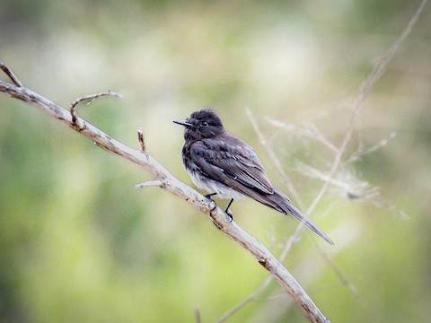 Black Phoebe - James Kendall