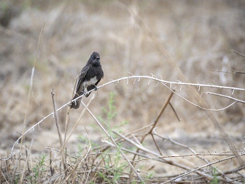 Black Phoebe - James Kendall
