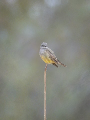 Cassin's Kingbird - James Kendall