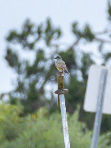 Cassin's Kingbird - James Kendall