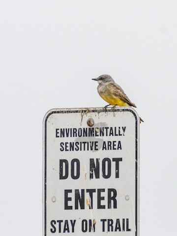 Cassin's Kingbird - James Kendall