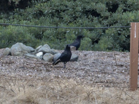 American Crow - James Kendall