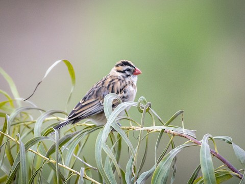 Pin-tailed Whydah - James Kendall