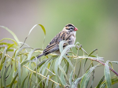 Pin-tailed Whydah - James Kendall