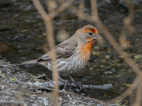 House Finch - James Kendall