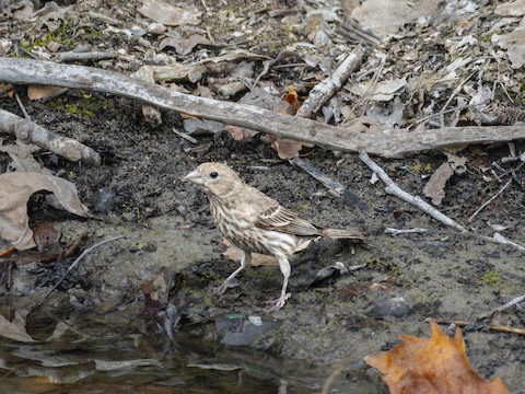 House Finch - James Kendall