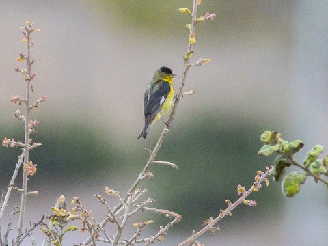 Lesser Goldfinch - James Kendall