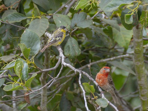 Lesser Goldfinch - James Kendall