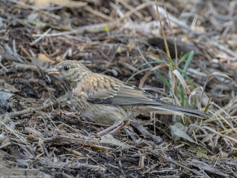 Dark-eyed Junco - James Kendall