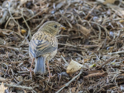 Dark-eyed Junco - James Kendall