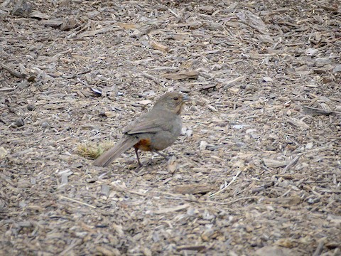 California Towhee - James Kendall