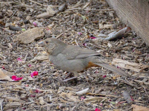 California Towhee - James Kendall