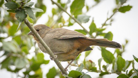 California Towhee - James Kendall