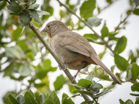 California Towhee - James Kendall