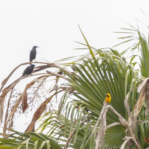 Hooded Oriole - James Kendall