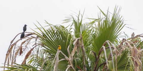 Hooded Oriole - James Kendall