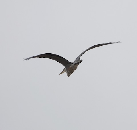 Great Blue Heron - Brian Bleecker