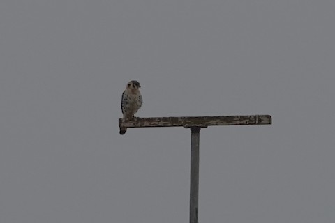 American Kestrel - Brian Bleecker