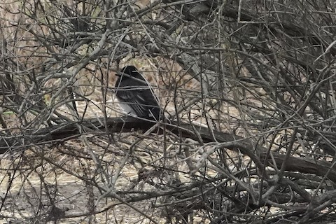 Black Phoebe - Brian Bleecker