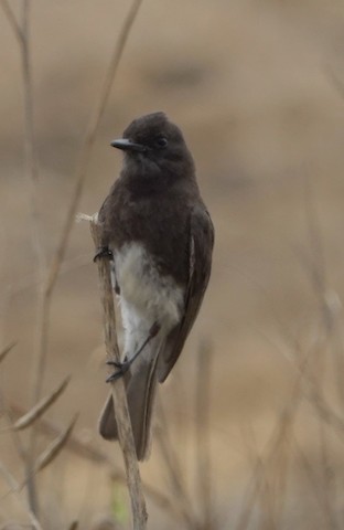 Black Phoebe - Brian Bleecker