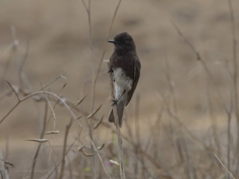 Black Phoebe - Brian Bleecker