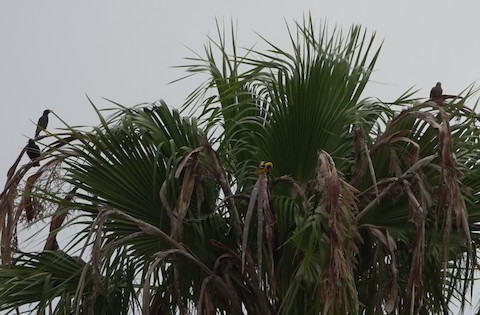 Hooded Oriole - Brian Bleecker