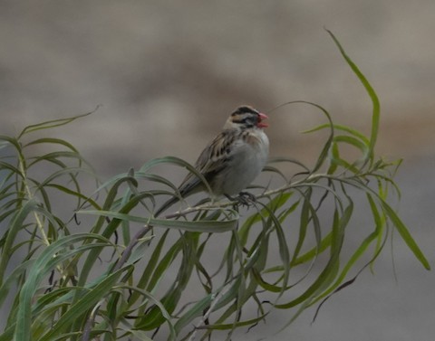 Pin-tailed Whydah - Brian Bleecker