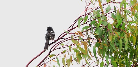Spotted Towhee - Brian Bleecker