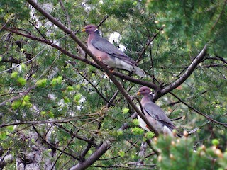  - Band-tailed Pigeon