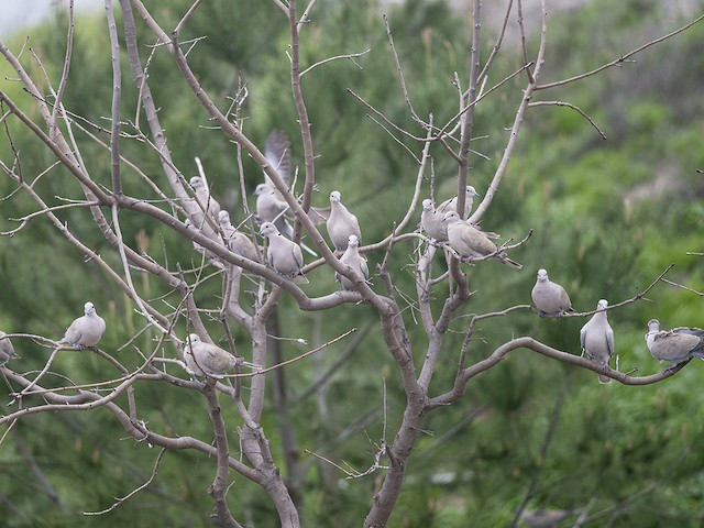 Flock (Eurasian) - Eurasian Collared-Dove - 