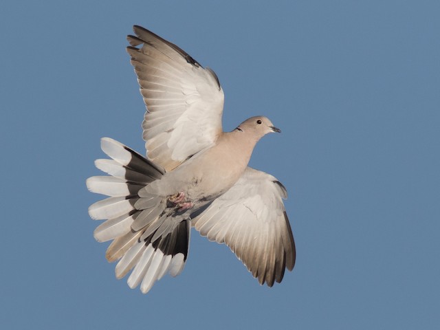 Adult (Eurasian) - Eurasian Collared-Dove - 