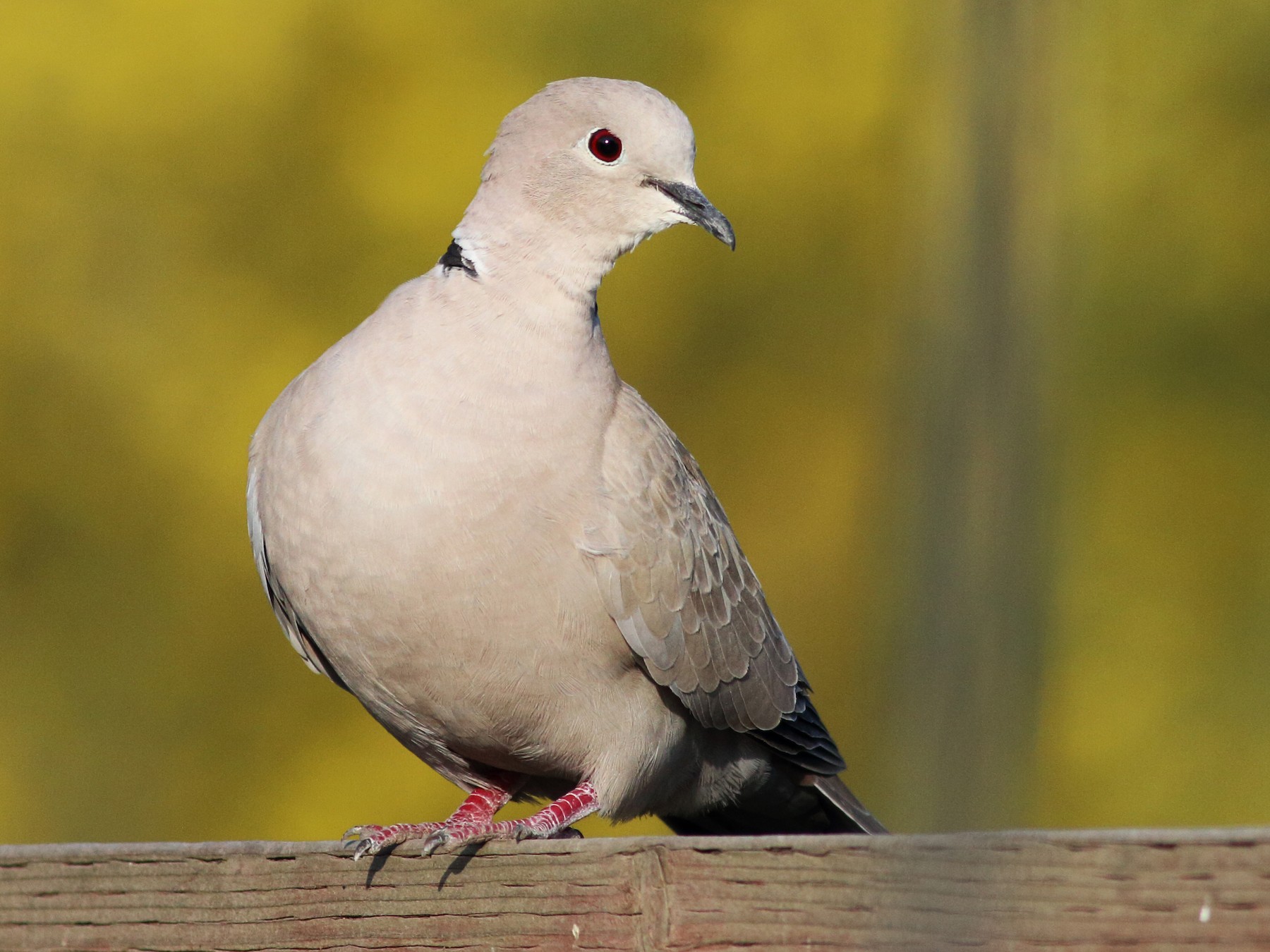 Eurasian Collared-Dove - Paul Fenwick