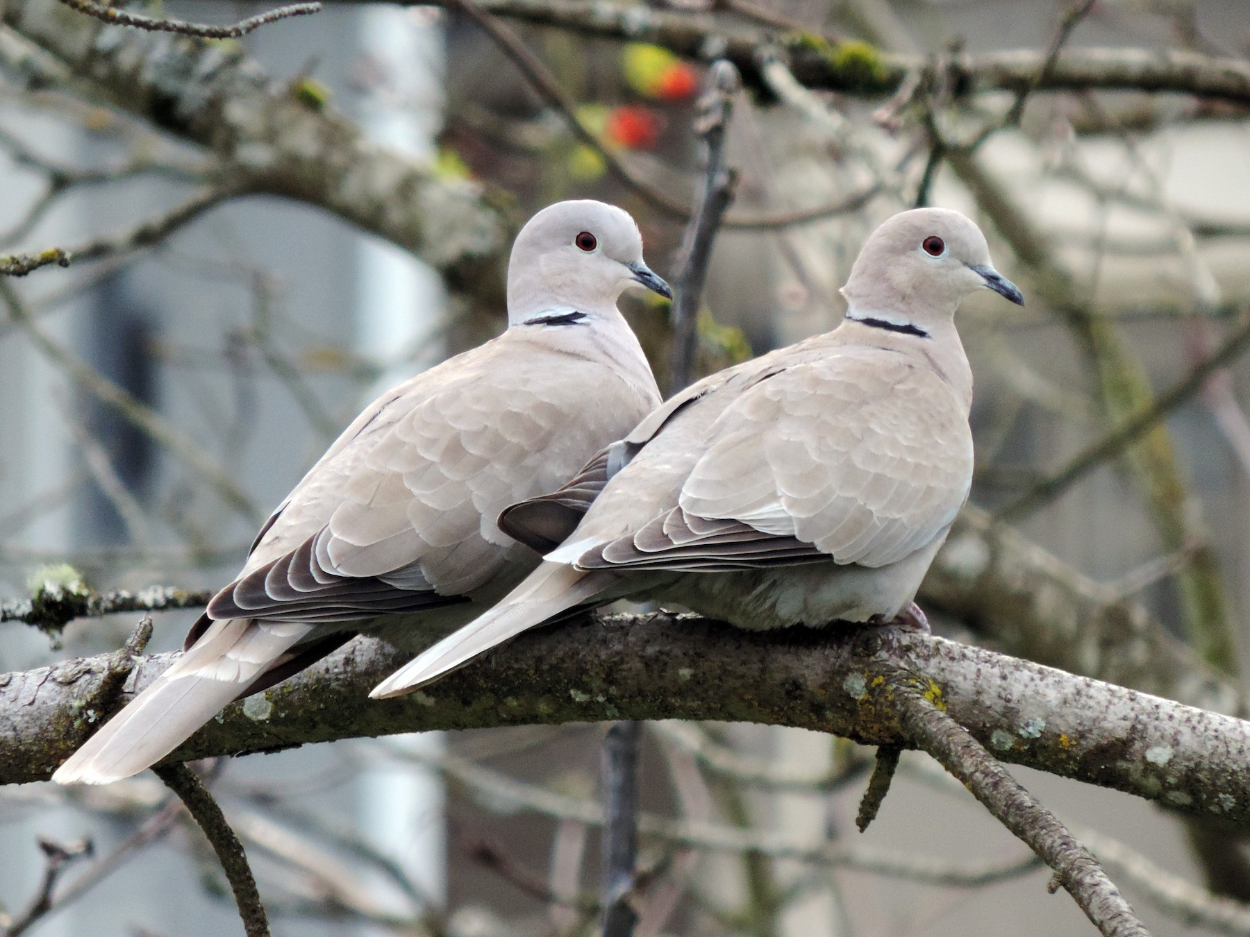 Eurasian Collared-Dove - Sylvia Maulding