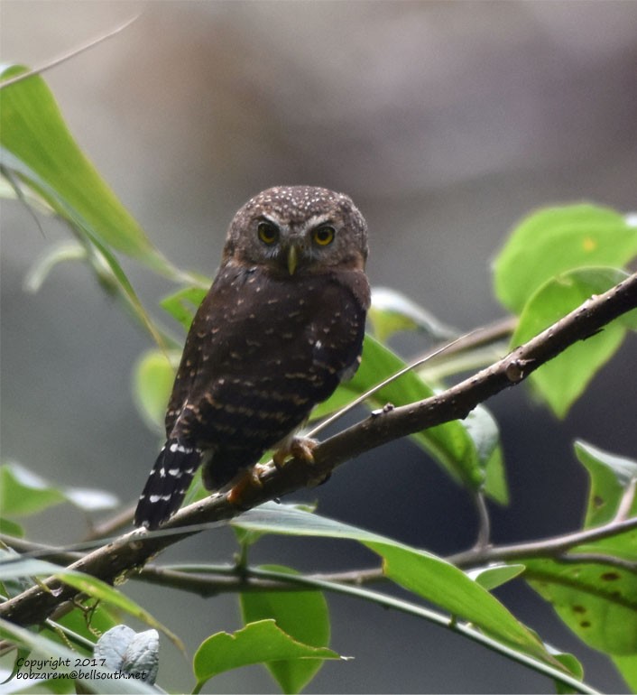 Andean Pygmy-Owl - ML66035711