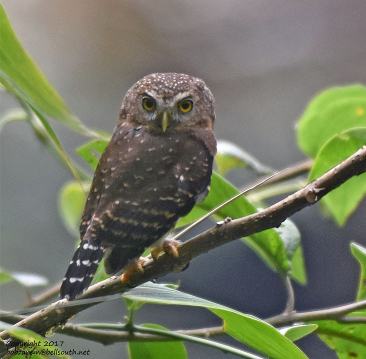 Andean Pygmy-Owl - Bob Zaremba