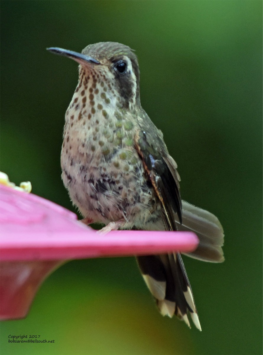 Speckled Hummingbird - ML66035731