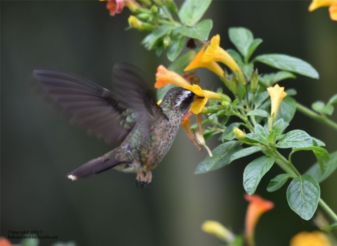 Speckled Hummingbird - ML66035741