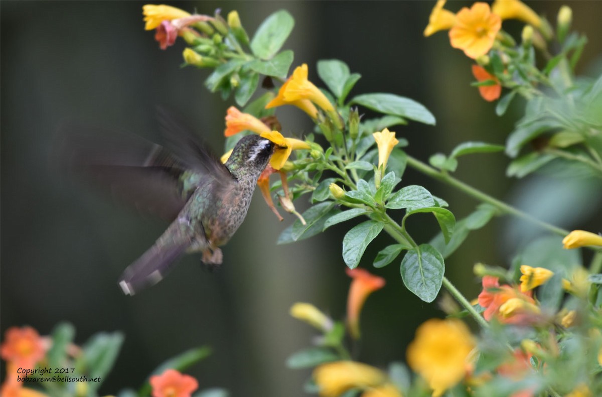 Speckled Hummingbird - ML66035751