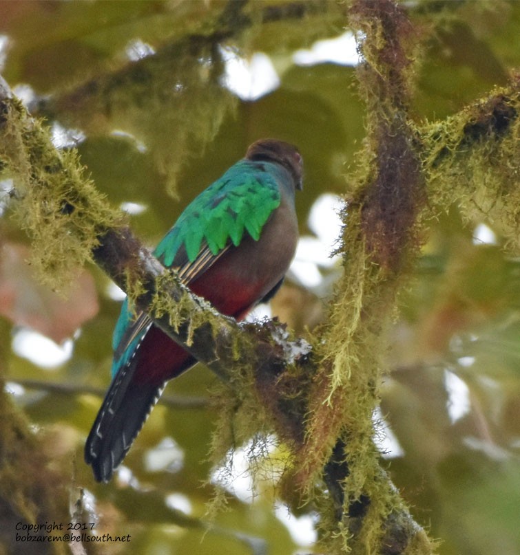 Crested Quetzal - ML66035791