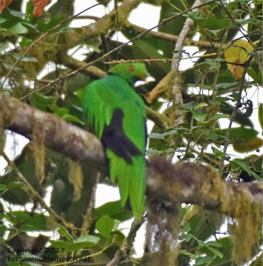 Crested Quetzal - ML66035801