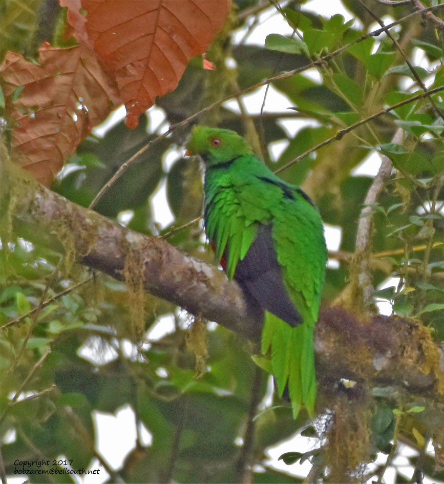 Crested Quetzal - ML66035811