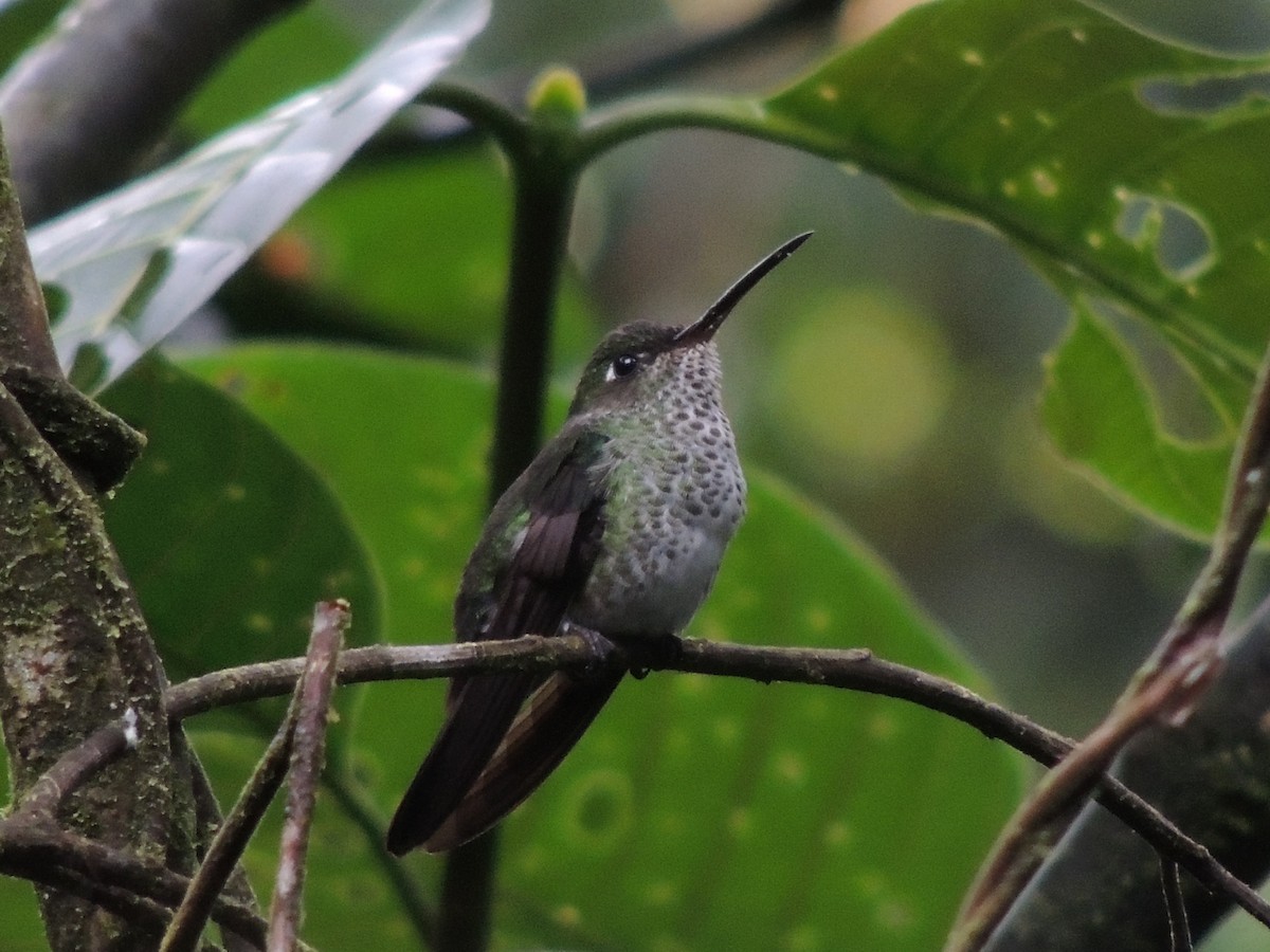 Many-spotted Hummingbird - Gerlando Delgado Bermeo
