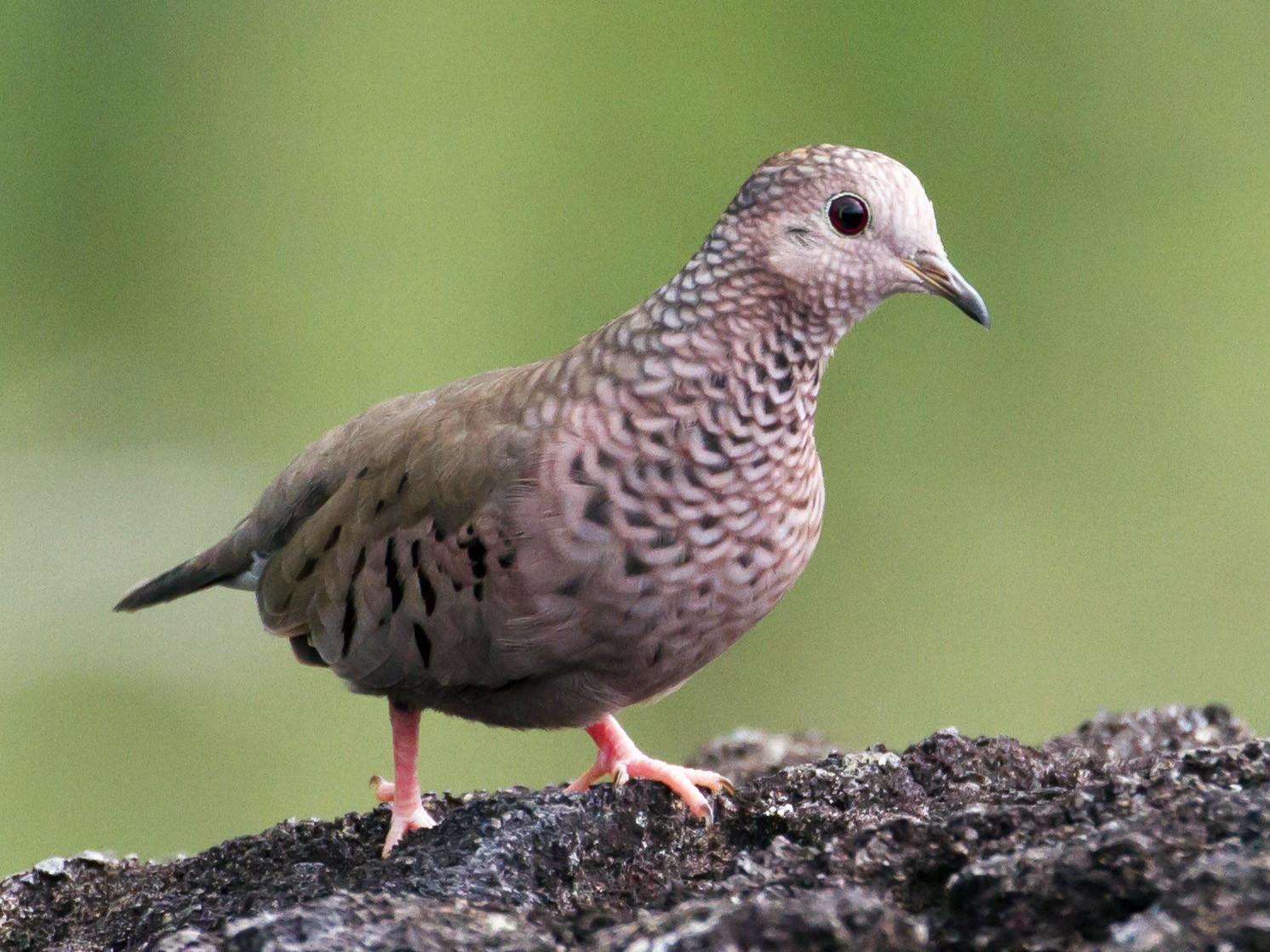 Common Ground Dove - Cullen Hanks