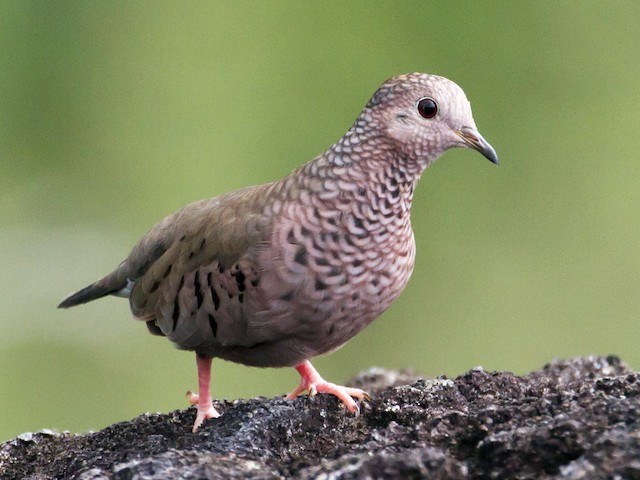 Photos - Common Ground Dove - Columbina passerina - Birds of the World