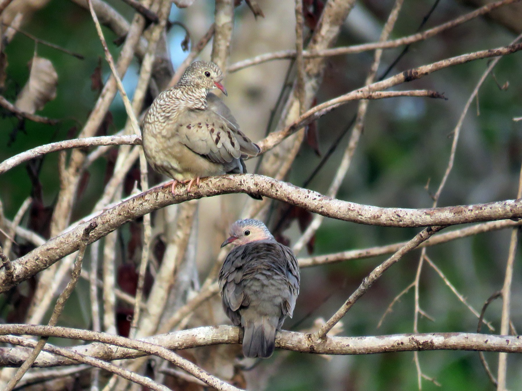 Common Ground Dove - Ichi Wildlife Tours