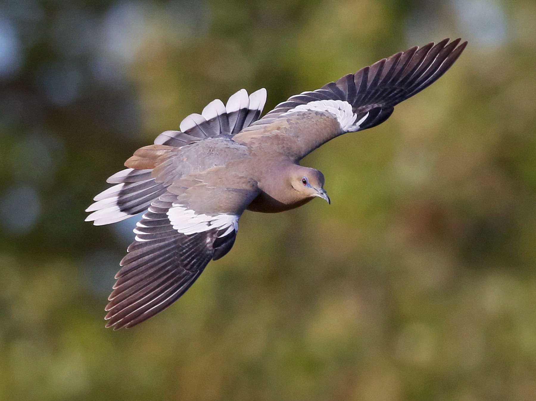 White-winged Dove - Charlotte Byers