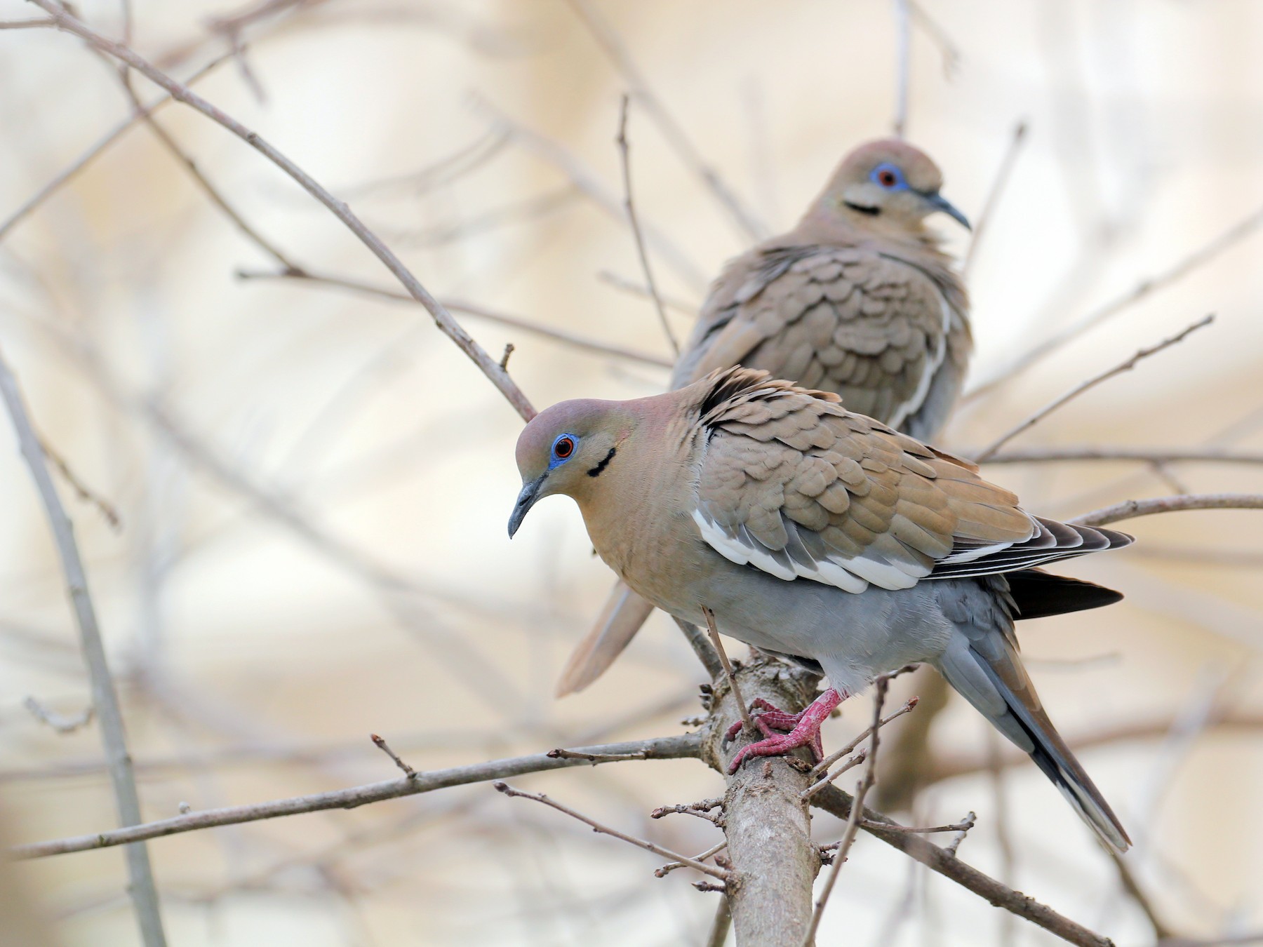 White-winged Dove - eBird