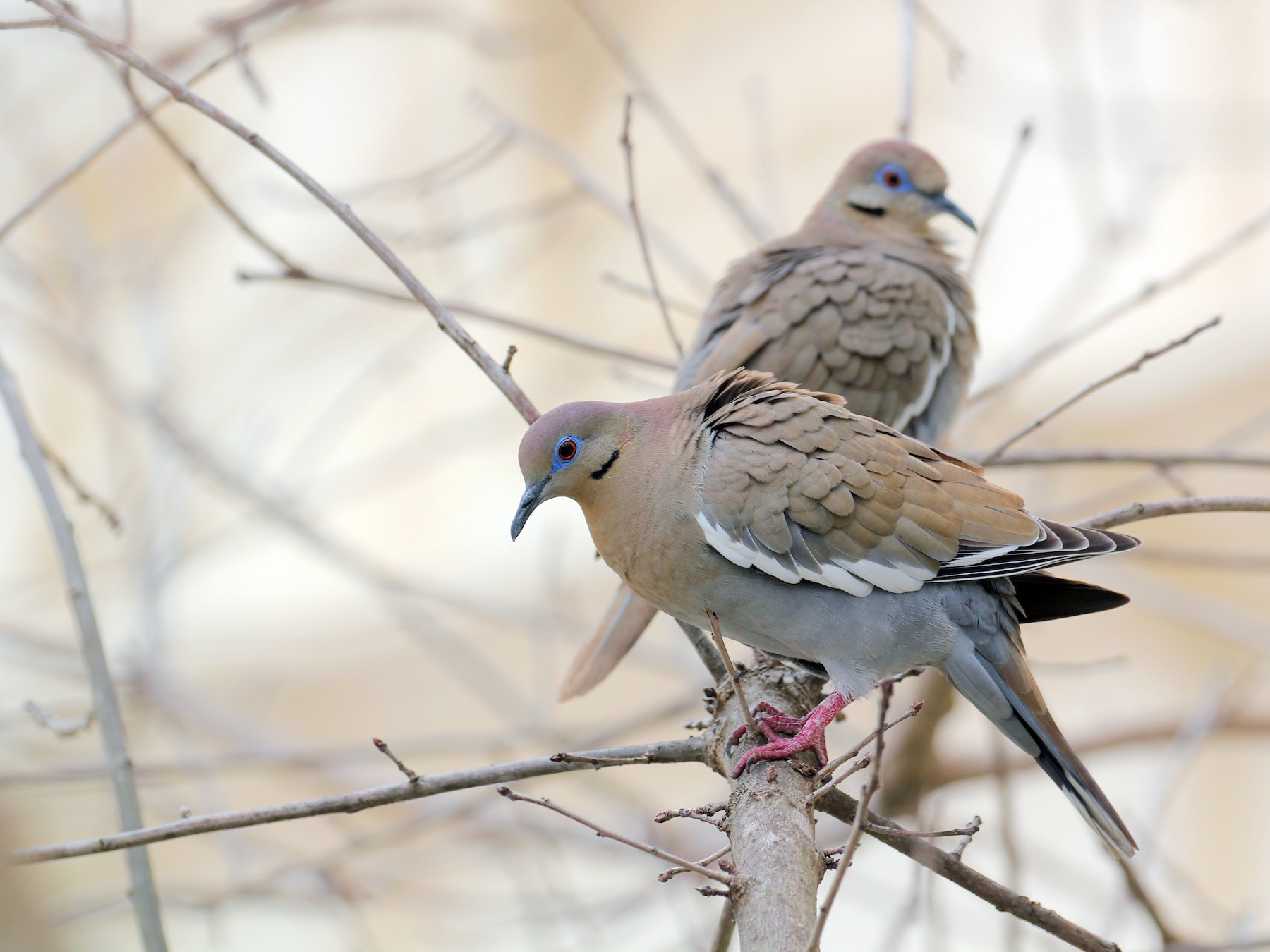 White Winged Dove Ebird