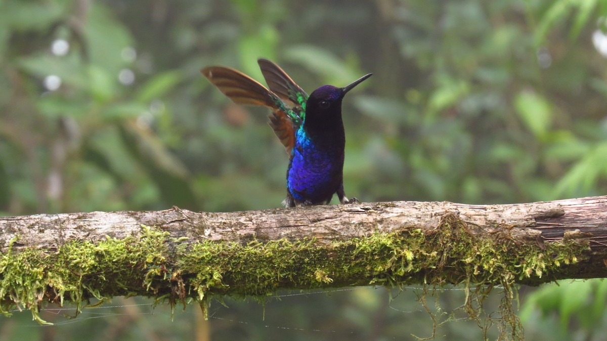 kolibřík hyacintový - ML66038731