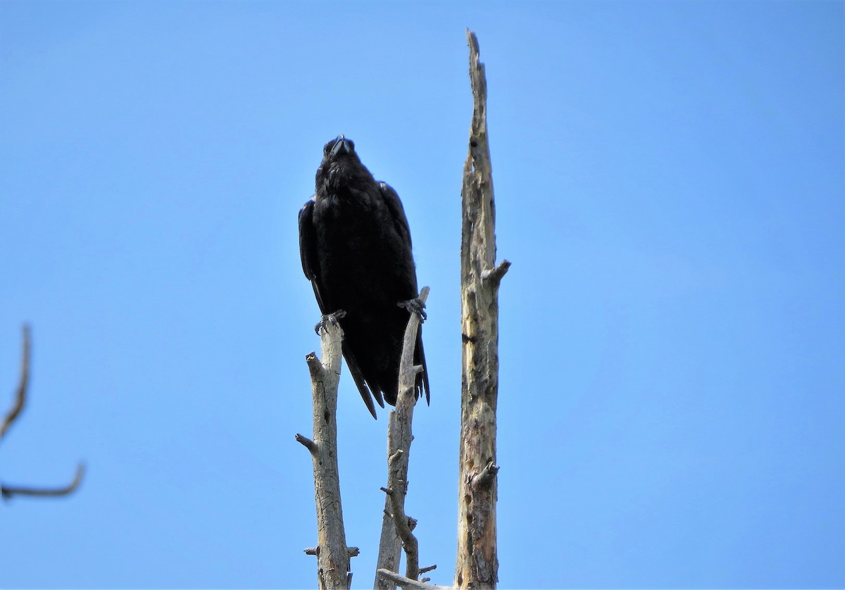 Common Raven - Susan Young